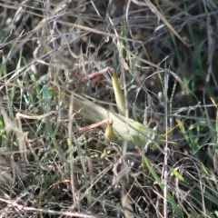 Green Bird Grasshopper thumbnail 2