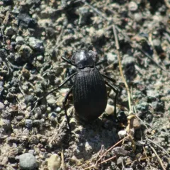 Philolithus elatus thumbnail 3