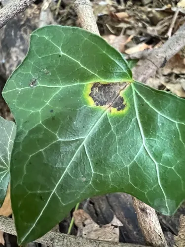 Xanthomonas campestris