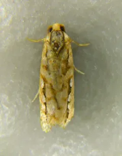 Cockerell's Moth thumbnail 4