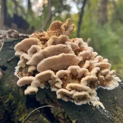 Deer-colored Trametes thumbnail 3