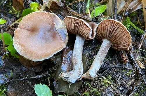 Cortinarius alaskaensis