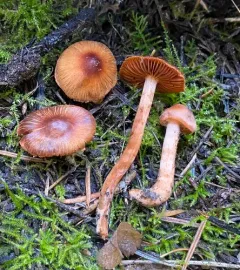 Cortinarius californicus thumbnail 2