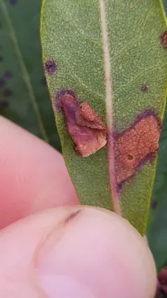 Coleophora paludoides thumbnail 2