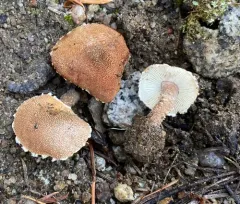Cystodermella granulosa thumbnail 3