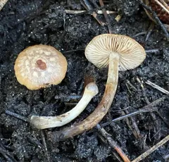 Sallow Poisonpie thumbnail 2