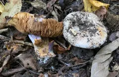 Cortinarius perplexus thumbnail 2