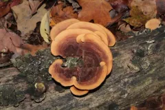 Metuloidea reniformis thumbnail 2