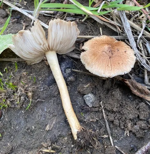 Inocybe griseovelata