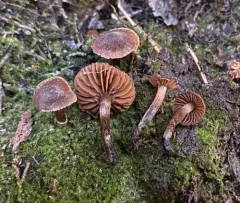 Cortinarius desertorum thumbnail 1
