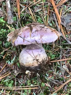 Cortinarius lilacinus thumbnail 1
