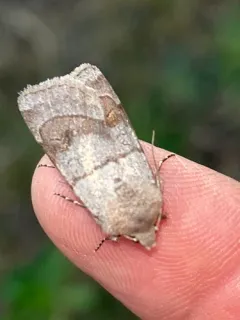 Violet Dart thumbnail 4
