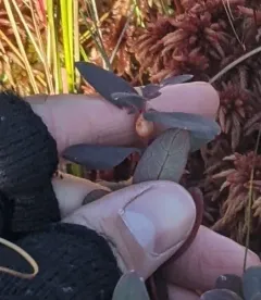 Neolasioptera triadenii thumbnail 2