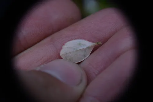 Metacoleroa dickiei
