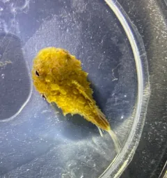 Pacific Spiny Lumpsucker thumbnail 3