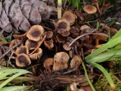 Inocybe nigrodisca thumbnail 2