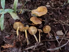 Calocybe naucoria thumbnail 1