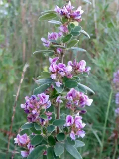 tall bush-clover thumbnail 3