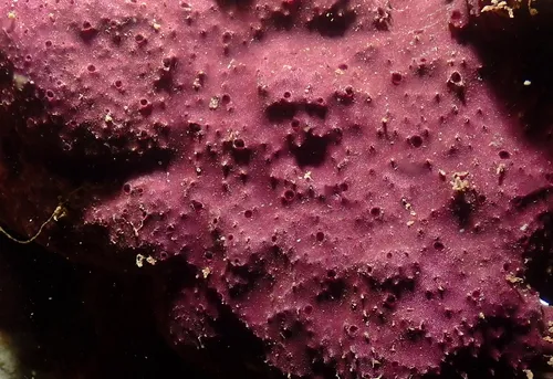 Purple Slippery Sponge
