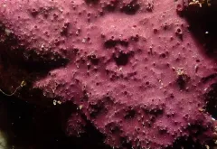 Purple Slippery Sponge thumbnail 1