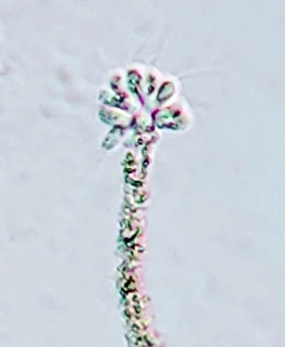Anthophysa vegetans