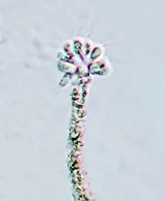 Anthophysa vegetans thumbnail 1