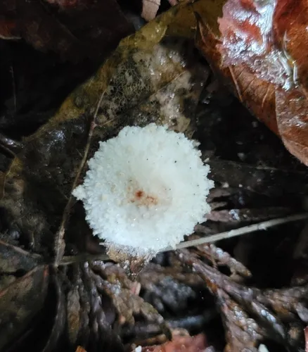 Cystolepiota oregonensis