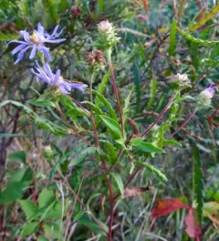 purple wood aster thumbnail 2