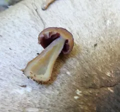 Mycena rutilantiformis thumbnail 2