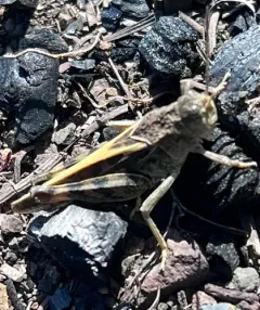 Pronotal Range Grasshopper thumbnail 3