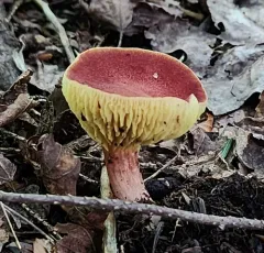 Golden Gilled Bolete thumbnail 3