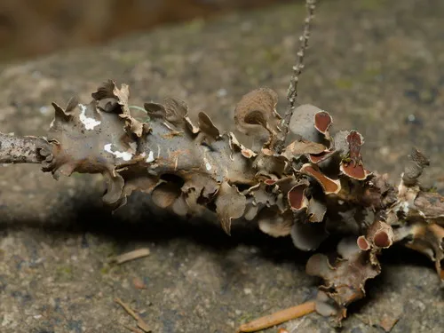 Nephroma tropicum