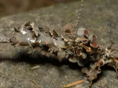 Nephroma tropicum thumbnail 1