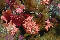 Stylaster venustus thumbnail 2