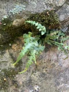 lobed spleenwort thumbnail 4