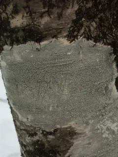 Pustule Crust Lichen thumbnail 3