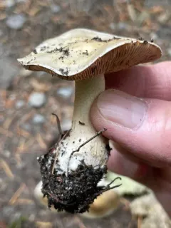 Hebeloma incarnatulum thumbnail 4