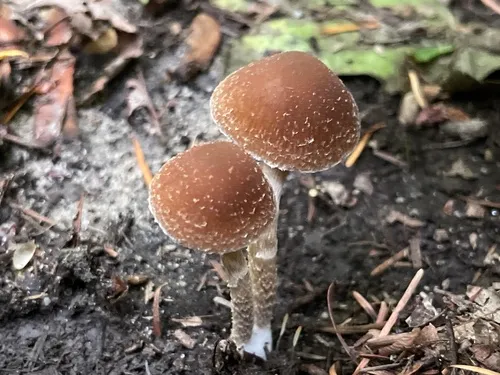 Psathyrella undulatipes