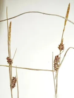 russet sedge thumbnail 4