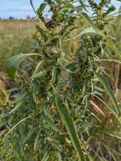 Tidalmarsh Amaranth thumbnail 4