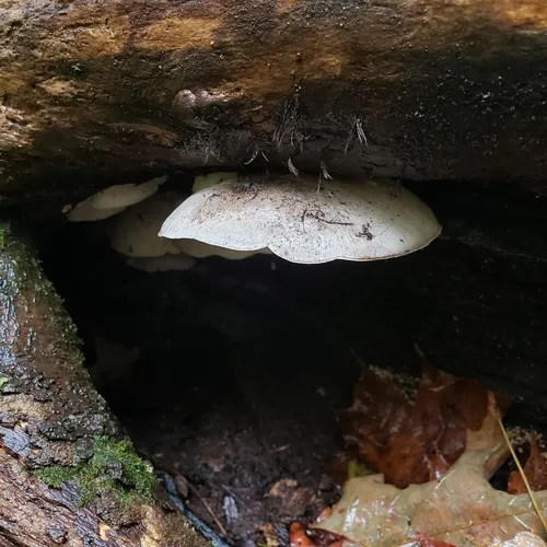 Bonestem