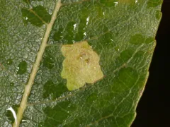 Coleophora salicivorella thumbnail 2