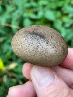 Lycoperdon subumbrinum thumbnail 4