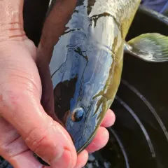 Eyetail Bowfin thumbnail 3