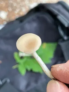 Clitocybe diatreta thumbnail 3