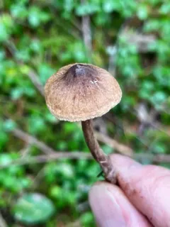 Cortinarius hirtus thumbnail 2