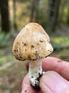 Inocybe ceskae thumbnail 3