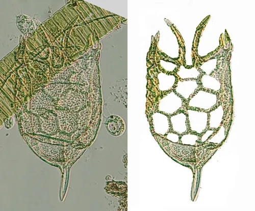 Keratella mixta