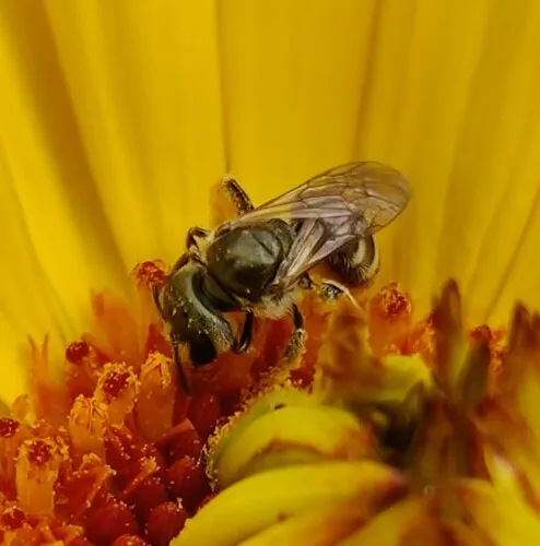 Tripartite Sweat Bee