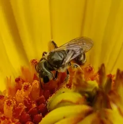 Tripartite Sweat Bee thumbnail 1